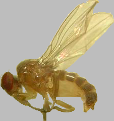 Drosophila guanche