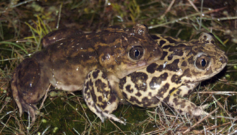 spadefoot toads