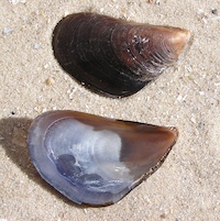 Mytilus galloprovincialis shell